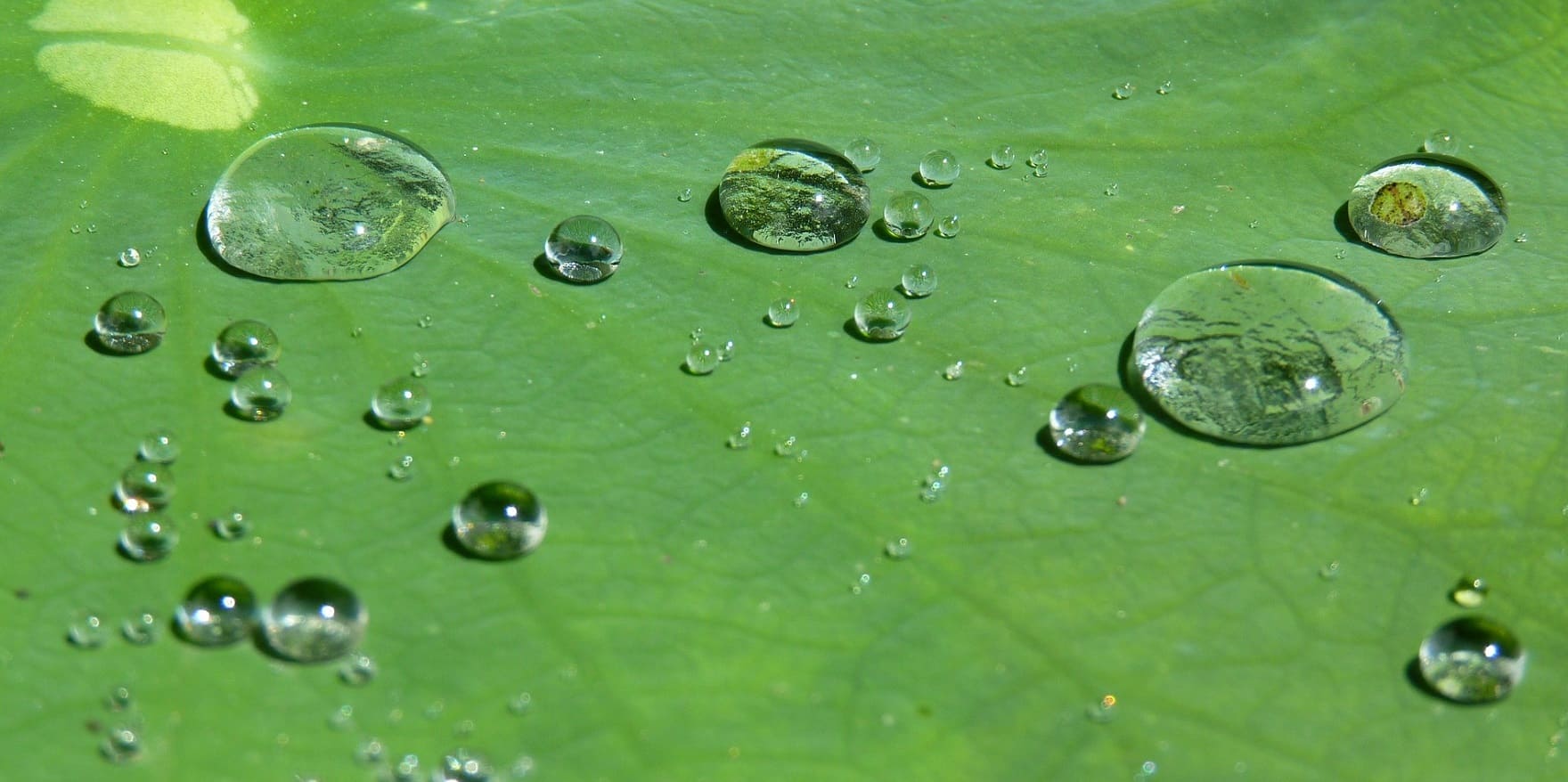 Wassertropfen auf einem Blatt. Lotuseffekt. Im Blog von Optiker Gronde