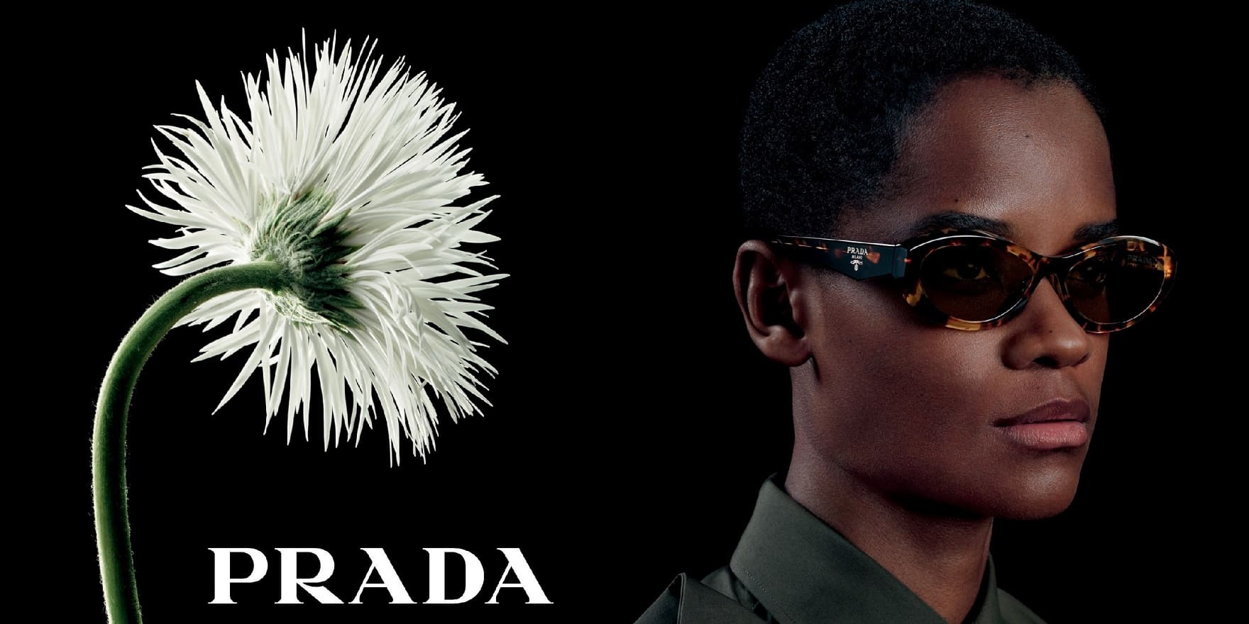 Weiße Kornblume und Mensch mit Prada-Sonnenbrille von Optiker Gronde vor schwarzem Hintergrund