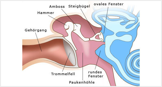 Illustration Mittelohr zur "Wie funktioniert ein Hörgerät" im Blog von GRONDE Sehen & Hören
