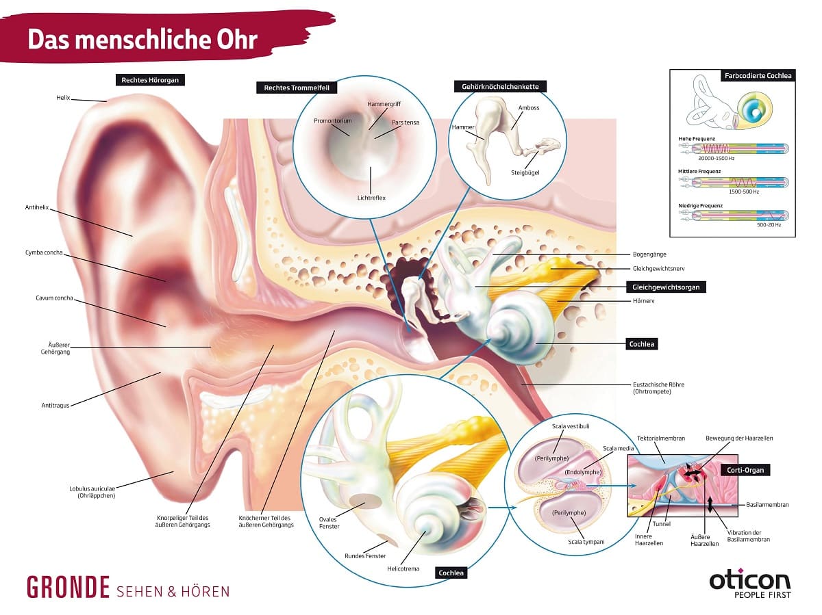 Schaubild eines menschlichen Ohres zum Hörtest im Blog von Optiker Gronde