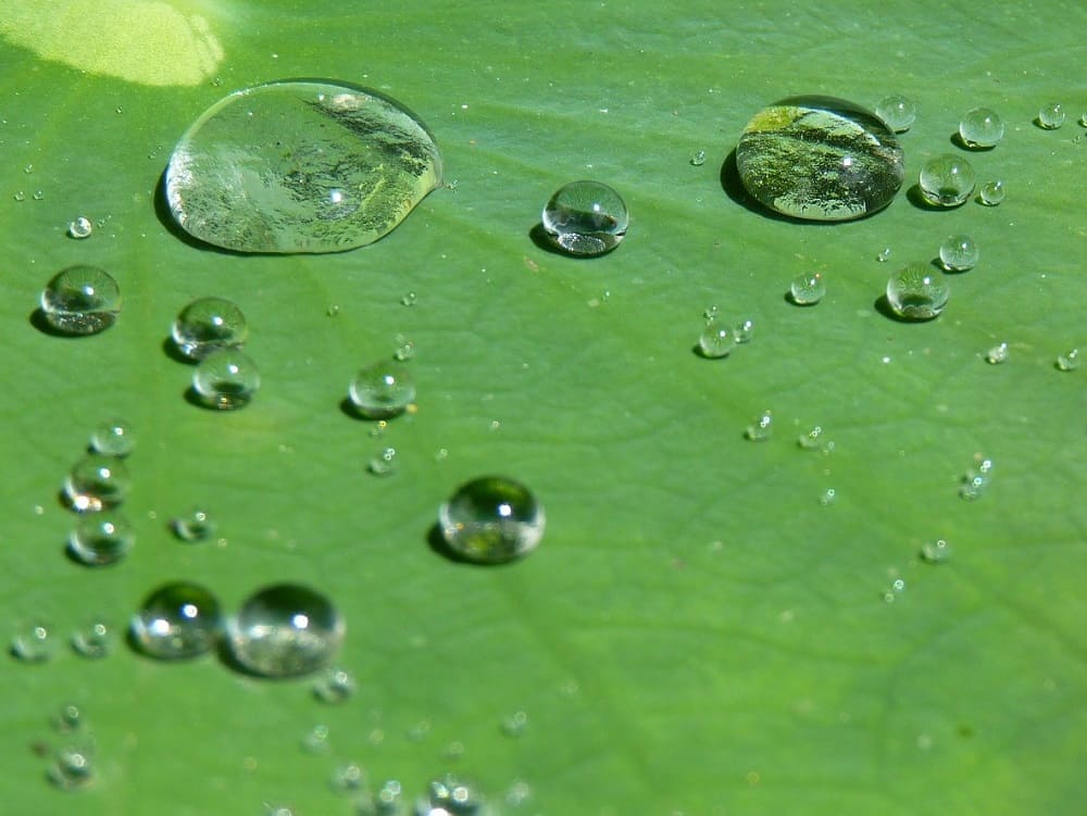 Lotuseffekt. Wassertropfen auf einem Blatt. Im Blog von Optiker Gronde