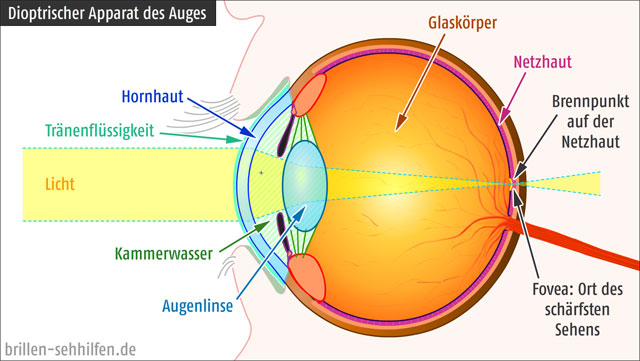 Wie das Sehen funktioniert. Der dioptrische Apparat des Auges. Optiker GRONDE