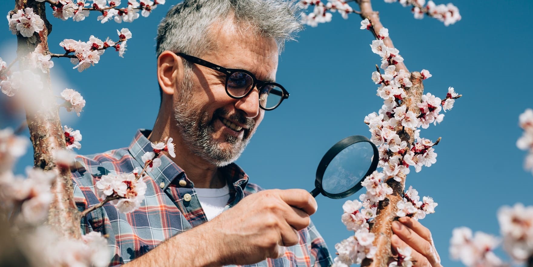 Älterer Mann mit schwarzer Brille schaut sich Kirschblüten durch eine Lupe an